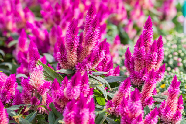 170+ Celosia Pot Stock Photos, Pictures & Royalty-Free Images - iStock