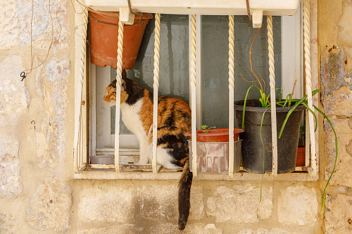 Adult tricolor female cat seat on window in Jerusalem