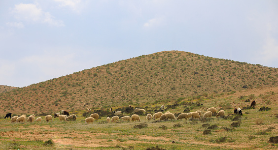Herd of sheep walking on a green meadow front of hill