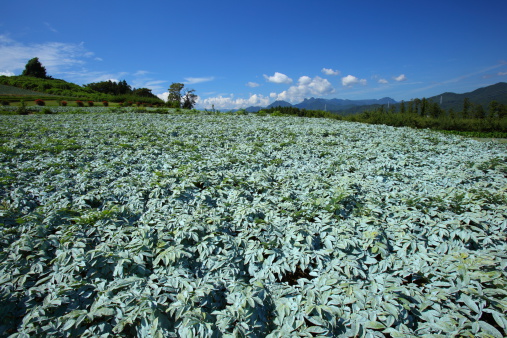 Konjac field and blue sky in japan