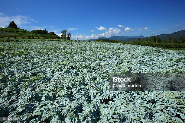 Konjac Field Stock Photo - Download Image Now - Konjac, Agricultural Field, Agriculture