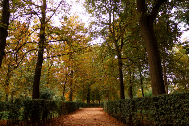 istock Path of fallen autumn leaves in a park. Selective focus. 1341224593