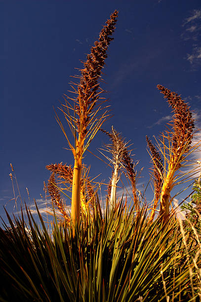 Spikey Spaniard Plant stock photo