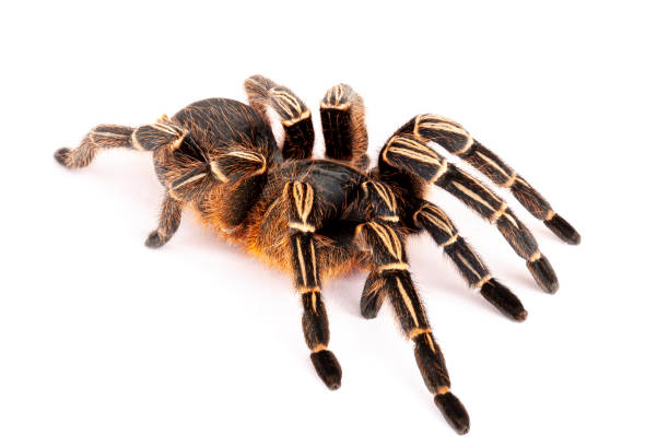 istock Brazilian White Stripe Tarantula against white background. 1341229101
