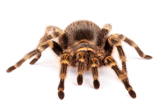 istock Chaco Golden Knee Tarantula against white background. 1341229129