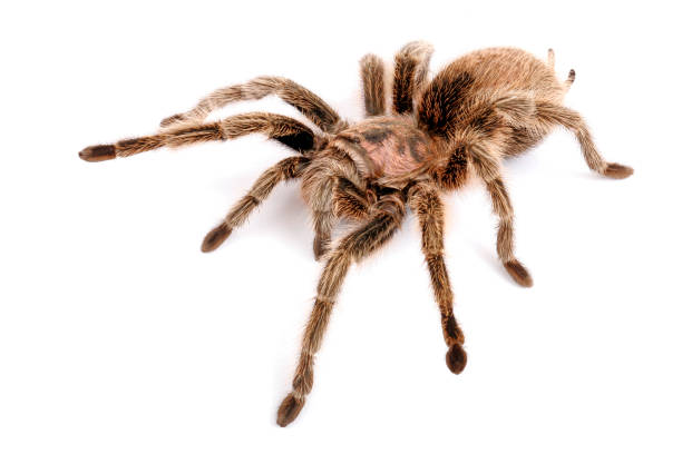 istock Chilean Rose Hair Tarantula against a white background. 1341229182