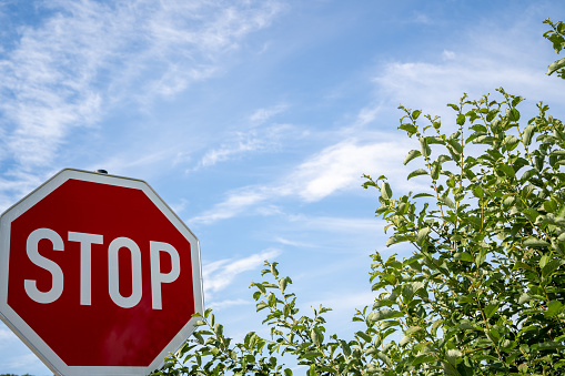Stop sign in the blue sky with green leaves on the side