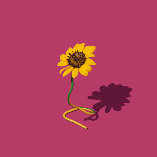 istock Sunflowers on wire with shadow on pastel background. minimalist concept 1341230564