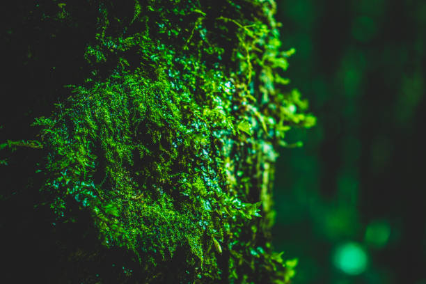 istock Closeup of Moss on the tree 1341230582