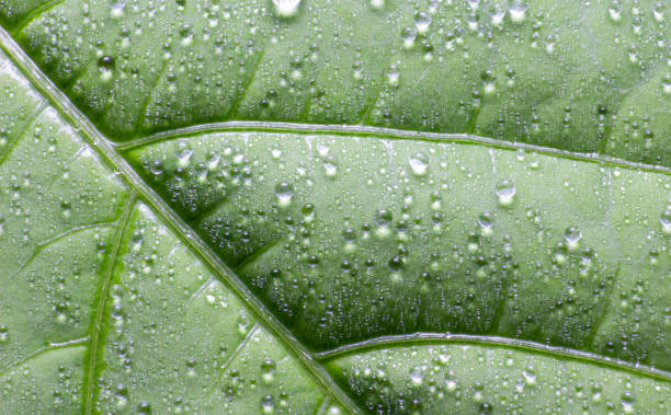 gotículas de água em folhas verdes - waterdroplets - fotografias e filmes do acervo