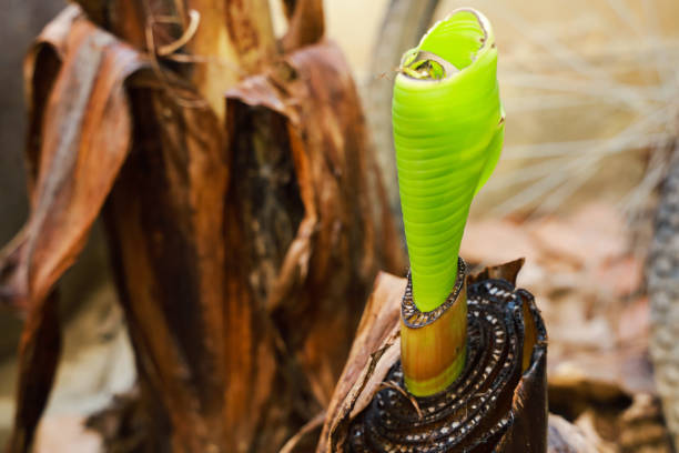Banana shoots are growing from old cut trees.