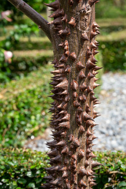 The Malvaceae (Pachira Quinata) has large spikes around the trunk.