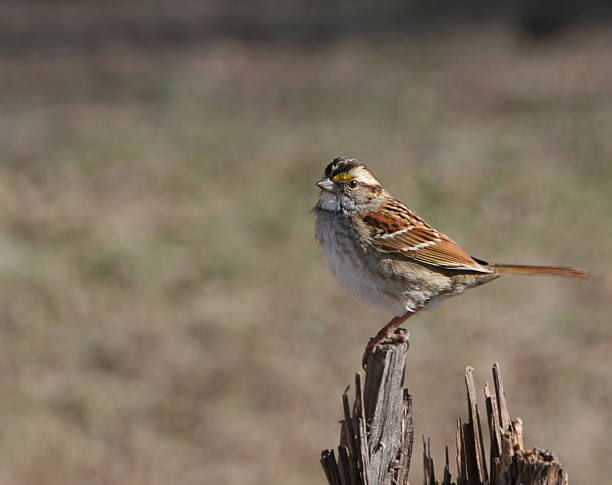 White Throated Sparrow stock photo