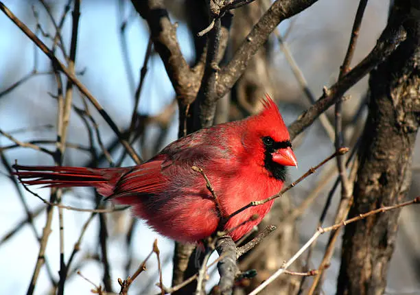 A male northern cardinal fluffed out