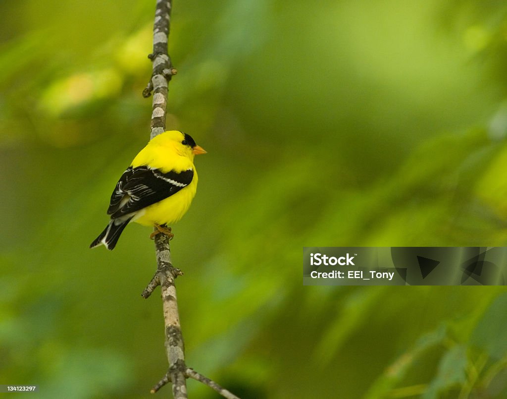Американский goldfinch на ветвь - Стоковые фото Пересмешник роялти-фри