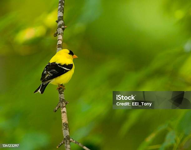 Американский Goldfinch На Ветвь — стоковые фотографии и другие картинки Пересмешник - Пересмешник, Петь, Бодяк