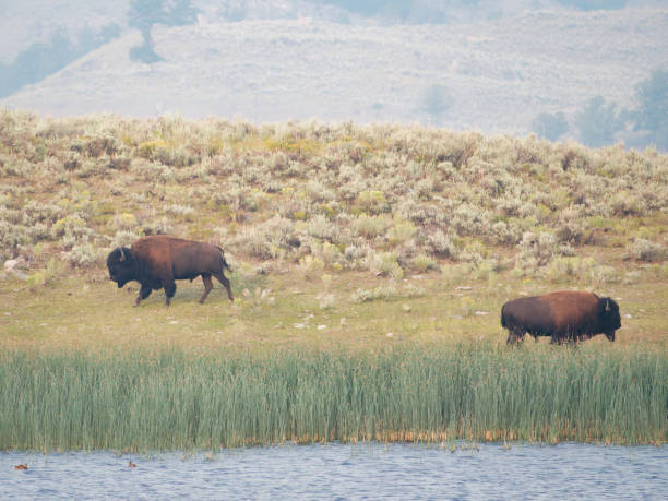 istock Two bison grazing in the field 1341233317