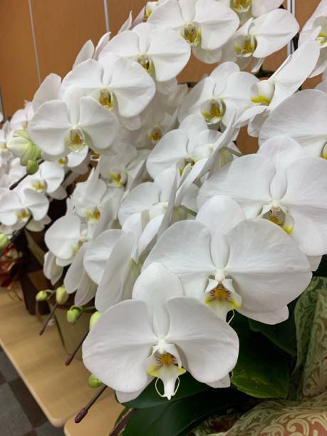 istock White Phalaenopis or Commonly Known as Moon Orchid 1341233527