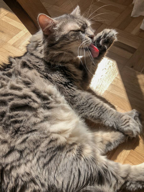 istock gray tabby cat cleaning its paw at home 1341234847