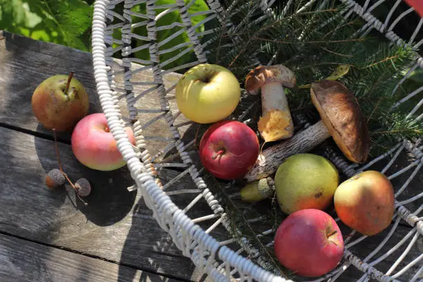 edible mushrooms apples and pears in a wicker basket top view