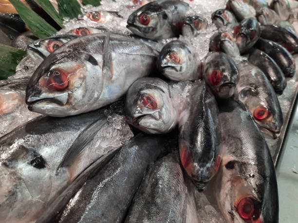 istock Large group of fresh sea fish with red eye 1341237014