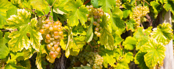 glera grape reift im herbst an der rebe mit blatthintergrund für veneto prosecco weißwein hintergrund mit kopierraum - vineyard ripe crop vine stock-fotos und bilder