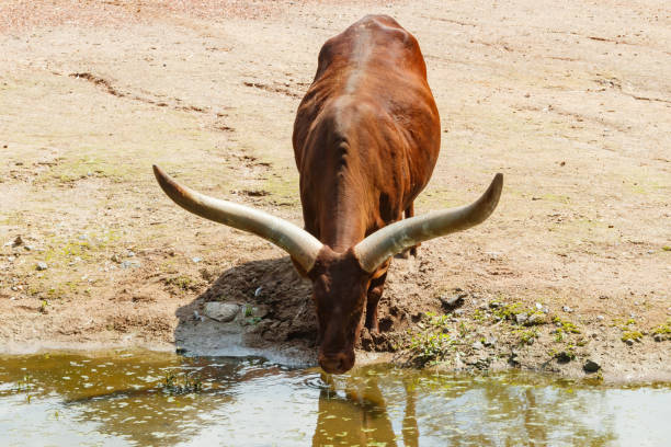 istock A big horned Watusi cow drinking in a pond 1341237863