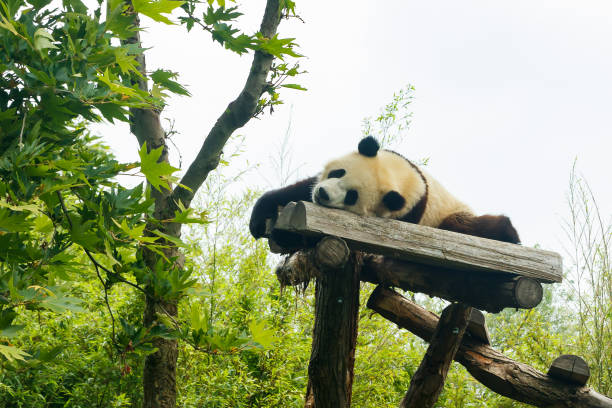 istock Sleeping giant panda bear in the park 1341237975