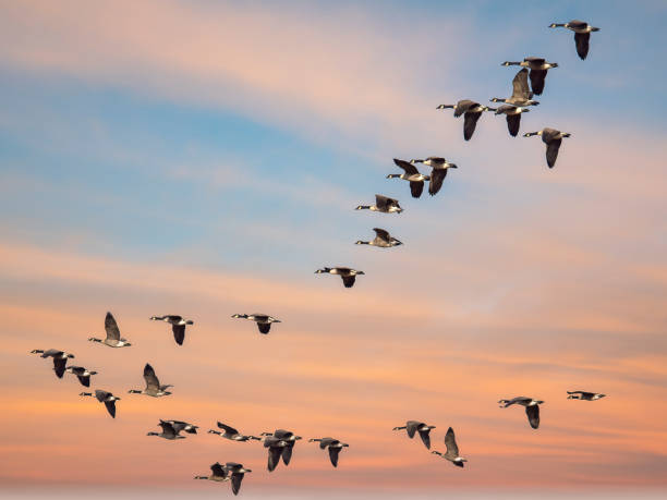 Canada geese in formation against a pink sunset skies Canada geese in formation against a pink sunset skies greylag goose stock pictures, royalty-free photos & images