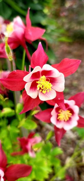 istock Red and pink columbine 1341238196