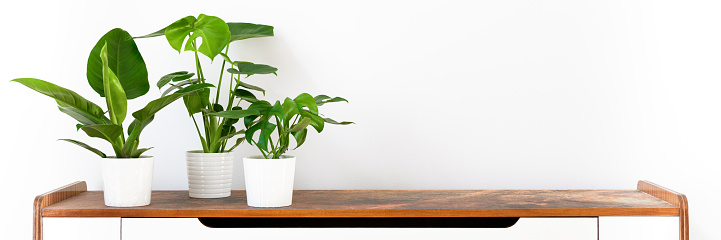 Various tropical houseplants in white ceramic pots on a shelf against white wall. Indoor home garden banner. Potted exotic house plants with copy space.