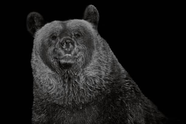 istock European brown bear isolated on black background 1341238768