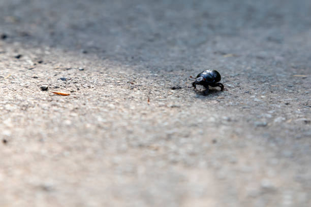 istock Anoplotrupes stercorosus, black dung beetle on asphalt 1341241291
