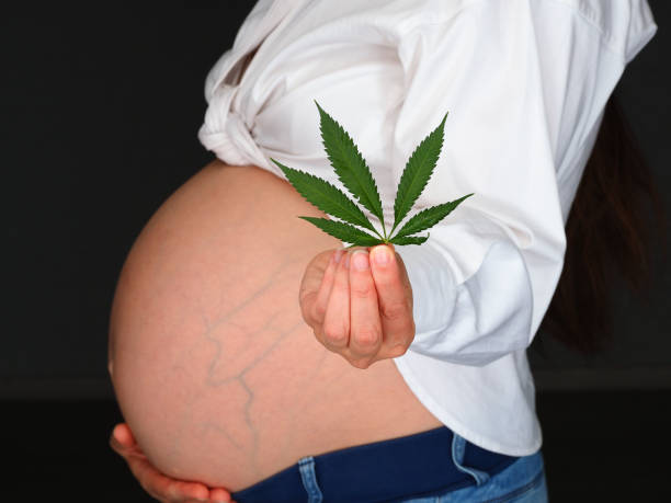 pregnant and hemp . cannabis medicine concept stock photo