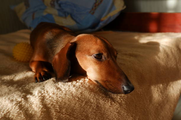 istock dachshund puppy 1341242490