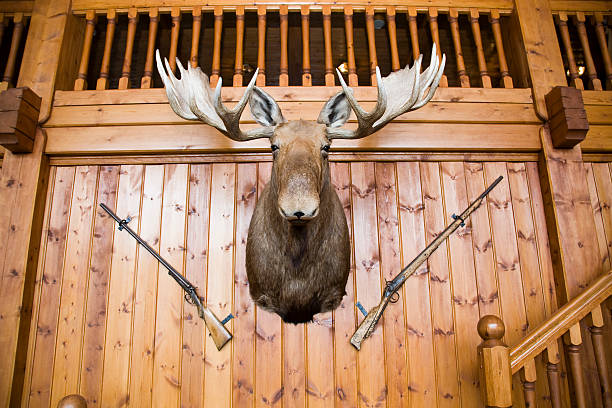 무스 헤드 및 총 벽면 - moose cabin taxidermy hunting 뉴스 사진 이미지