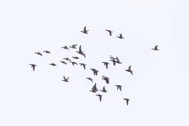 istock flock of gadwall ducks (anas strepera) in flight 1341242730