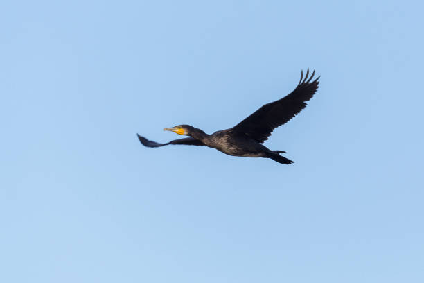 istock great cormorant (phalacrocorax carbo) in flight in blue sky 1341242762