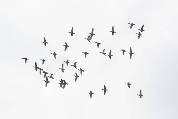 istock flock of gadwall ducks (anas strepera) in flight with spread wings 1341242767