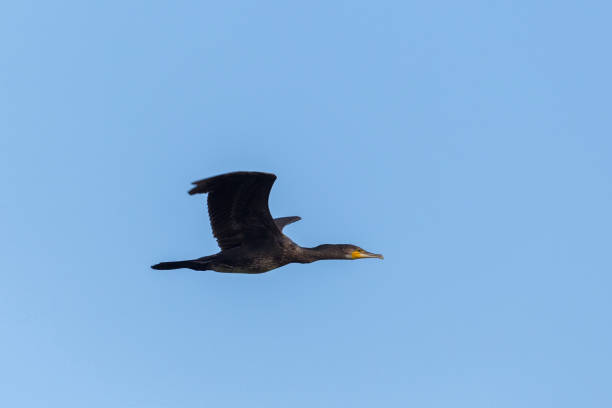 istock side view portrait great cormorant (phalacrocorax carbo) in flight 1341242773