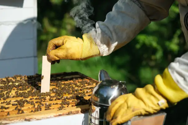 Varroa mite control. Varroa destructor. How to treat bees from varroa mite. The beekeeper treats the bees of the varroa mite. Diseases of bees and their treatment. Varroasis