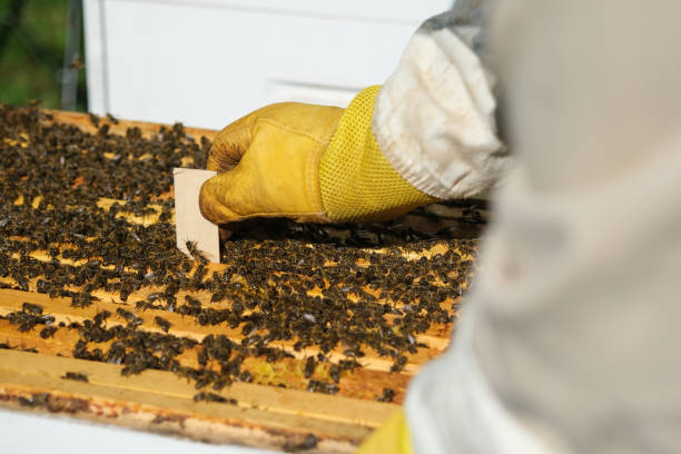 바르로아 미트 컨트롤. 바르로아 파괴자. varroa mite에서 꿀벌을 치료하는 방법. 양봉가가 바로아 미트의 벌을 취급합니다. 꿀벌의 질병과 치료. 바르루아시스. - colony collapse disorder 뉴스 사진 이미지