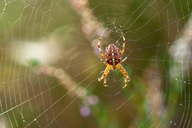 istock large spider hangs in its spider web in which dew drops hang waiting for its prey 1341244527