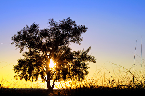 Close up dramatic landscape with single tree during sunset in Siesta Key Sarasota, Florida
