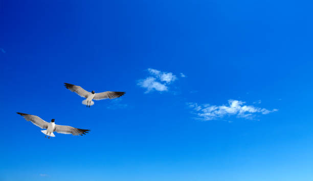 istock Two flying seagulls in sunny blue sky 1341245520