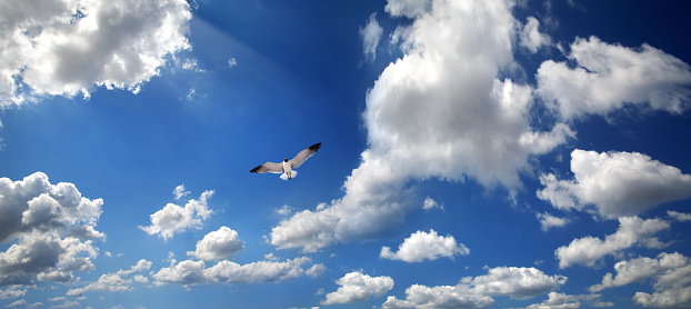 A majestic white seagull soars through the crystal clear blue sky, its wings spread wide as it catches the wind