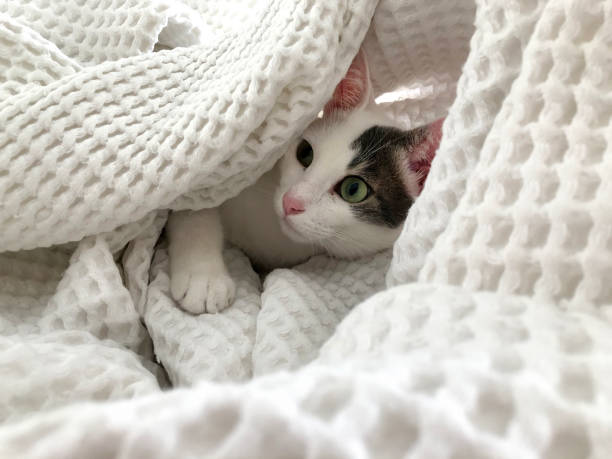 istock Cat playing under the blanket in bed 1341246931