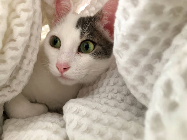 istock Cat playing under the blanket in bed 1341246939