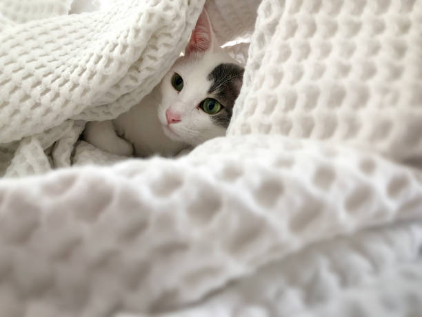 istock Cat playing under the blanket in bed 1341246961