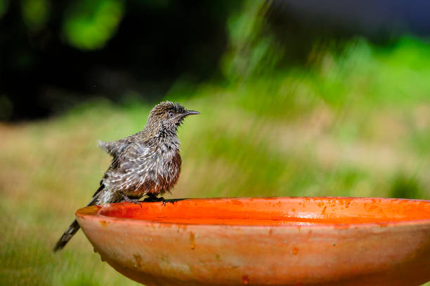 istock Birds of Australian backyard 1341246981